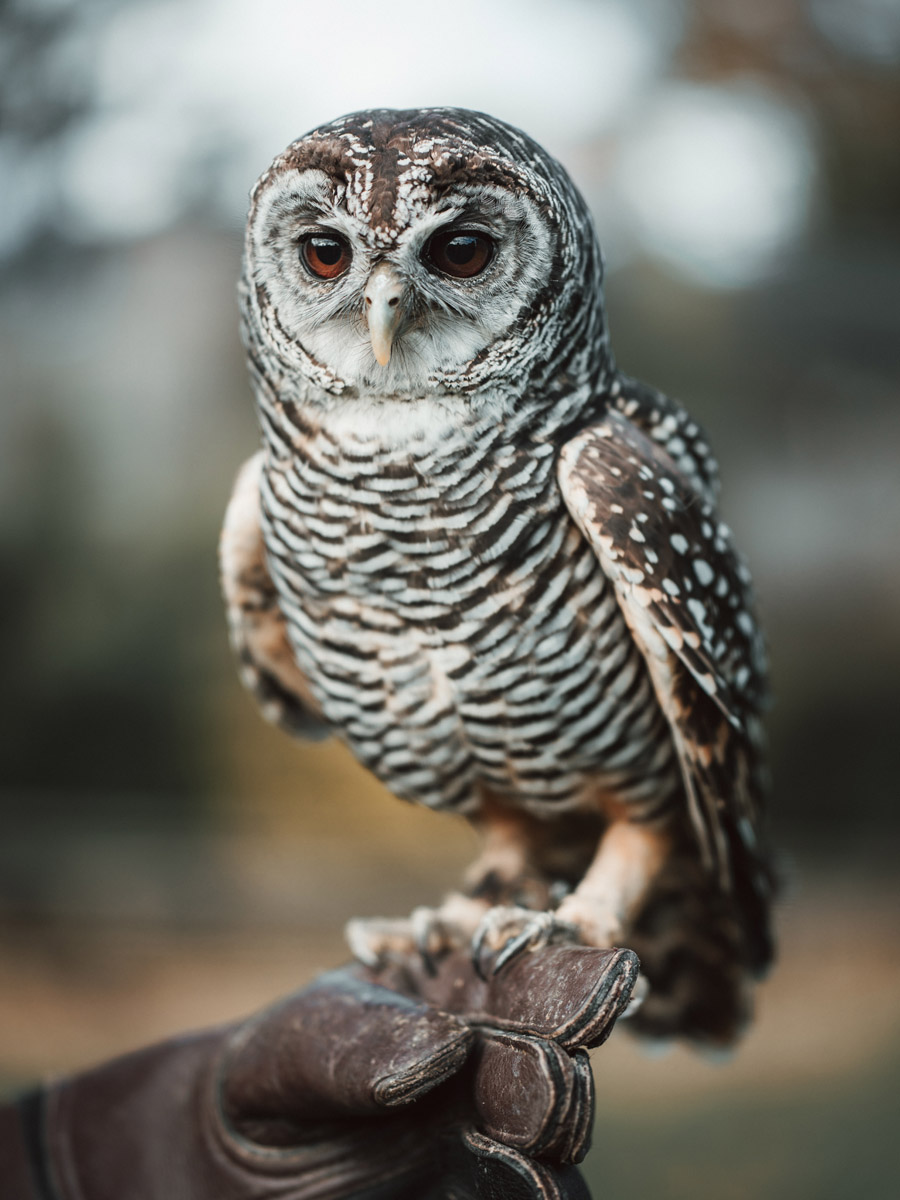 Falconry portrait shot on the Hasselblad XCD 80mm f/1.9
